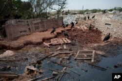 In this Oct. 20, 2017 photo, vultures gather by garbage in the Jardim Gramacho slum of Rio de Janeiro, Brazil.