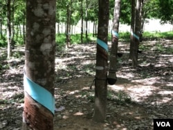 The rubber plantation in Kak village, Rattanakiri province, run by Vietnamese agribusiness giant Hoang Anh Gia Lai. (Sun Narin/VOA Khmer)