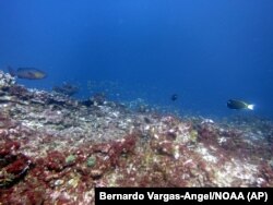 This May 2016 photo provided by NOAA shows bleaching and some dead coral around Jarvis Island, which is part of the U.S. Pacific Remote Marine National Monument.