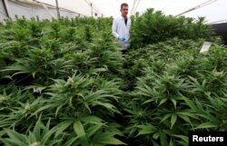 Ganja untuk keperluan medis legal di 30 negara bagian Amerika.(Foto: Reuters)