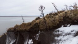 Trees lean precariously at Duvanny Yar, southwest of the town of Chersky, Sakha (Yakutia) Republic, Russia, September 12, 2021. (REUTERS/Maxim Shemetov)