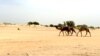 Des voyageurs à dos de chameaux à la sortie du camp de Dar Es Salam à Baga-Sola (ouest du Tchad).