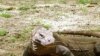 Indonesia Markets Rare Lizard as Tourist Draw