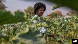 A villager harvests vegetables in a plot that is part of a climate-smart agriculture program funded by the United States Agency for International Development in Chipinge, Zimbabwe, on Thursday, Sept. 19, 2024. (AP Photo/Aaron Ufumeli)