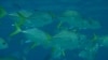 Changes in ocean and climate systems due to global warming could lead to smaller fish. (Credit: Halseike Creative Commons)