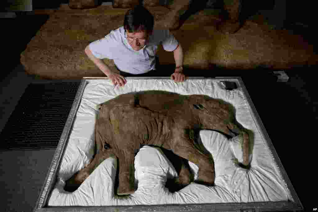 Mammoth researcher Professor Adrian Lister looks at Lyuba, a baby woolly mammoth considered to be the most complete example of the species ever found, at the Natural History Museum in London, May 19, 2014. Lyuba - "love" in Russian - was discovered frozen in clay and mud in Russia's Yamal Peninsula of Siberia in 2007 and is estimated to have died around 42,000 years ago at one month age.