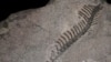 Koreaceratops: Previously Unknown Dinosaur Discovered in South Korea