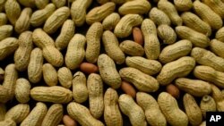 Boko Haram utilise de l'huile d'arachide, qui provient des cacahouètes, pour produire du biocarburant.