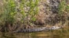 World Wildlife Conference Acts to Protect Threatened Species