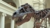 World’s Most Popular Dinosaur on the Move at Chicago’s Field Museum 