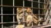 Un lion abattu en Allemagne après s'être échappé d’un zoo