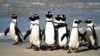 63 Ekor Penguin Mati Diserang Lebah di Afrika Selatan