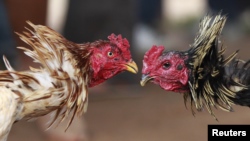 Irina Walker, putri ketiga mantan Raja Rumania Michael I, mengaku bersalah bersama suaminya, John Walker, melakukan judi sabung ayam secara rutin di rumahnya di AS.