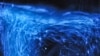 'Creatures of Light' Glow in New Exhibit 