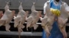 Plusieurs pays interdisent l'importation de volailles sud-africaines en raison de la grippe aviaire