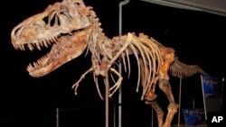 The fossil of a Tyrannosaurus bataar dinosaur will be returned to Mongolia after a Florida paleontologist smuggled it out of that country and sold it at auction for more than $1 million. 