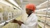 FILE - Hardy cassava varieties for the sub-Saharan region are stored at the International Institutes For Tropical Agriculture in Ibadan, Nigeria.