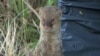 A mongoose