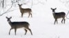 Omicron Version of COVID-19 Found in New York City Deer 