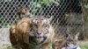 People donate produce from their farm to Medan Zoo in North Sumatra, Indonesia, because it is experiencing a financial crisis due to the COVID-19 pandemic and needs help feeding the animals. (Medan Zoo)