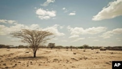 Kenya's Turkana region shows effects of severe drought affecting Horn of Africa (file photo)