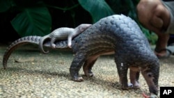 Un pangolin porte son petit sur sa queue, le 15 juillet 2015.