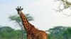 Animal-Human Conflict Rages in Eastern Rwanda