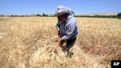 FILE - A farmer harvests wheat in a field in Jdeidet Artouz, Syria, June 19, 2017. 