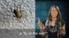 'A Fly on the Wall' Hears Everything