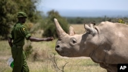 FILE - A ranger reaches out toward female northern white rhino Najin, 30, one of the last two northern white rhinos on the planet, in her enclosure at Ol Pejeta Conservancy, Kenya Aug. 23, 2019.. (AP Photo/Ben Curtis)