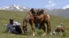 Kyrgyz Horse Pasture