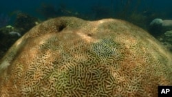 This image provide by NOAA, shows a dead coral at Cheeca Rocks off the coast of Islamorada, Fla., on July 23, 2023. (Andrew Ibarra/NOAA via AP)