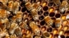 FILE - Bees gather on their hive in Paris, September 24, 2010.