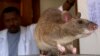 Could Giant Rats Help Fight Tuberculosis in Major Cities?