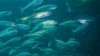 A school of Pacific Jack Mackerel off Santa Catalina Island