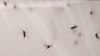 Genetically Engineered Vaccine Prevents Malaria in Mice, Findings Show 