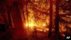 Vagtrogasci pokušavaju da ugase požar u zajednici Shaver Lake u Californiji, 7. septembar 2020.(Foto: AP/Noah Berger)