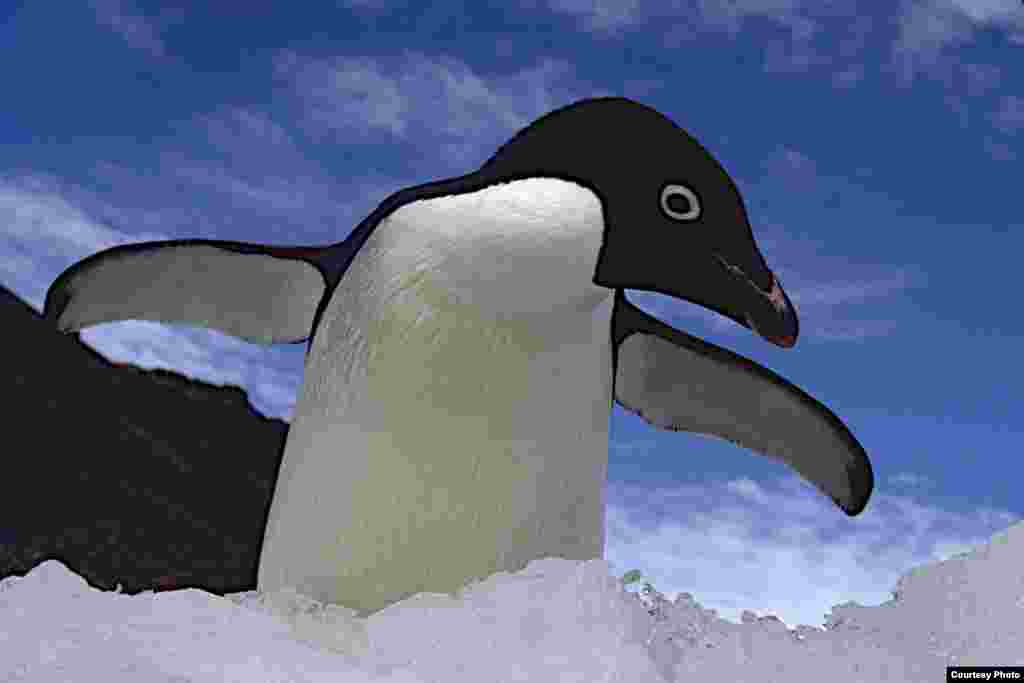 Adélie penguin wing spread. (Ron Naveen/ OCEANITES)