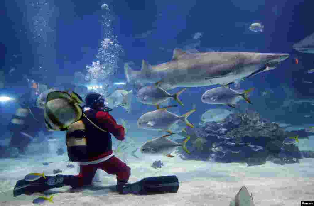 A diver dressed as Santa Claus feeds the sharks in Budapest's Tropicarium, Hungary.