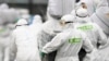 US, Canada, Mexico Work to Keep Swine Fever from North America