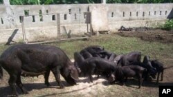 Five nations will receive the first grants from a new fund aimed at helping developing-world farms like this one in Haiti.