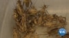 Cricket Farming May Help Ease Global Food Shortages