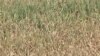 Shriveling US Crops Could Shrink Food Aid