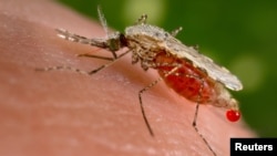 FILE - An Anopheles stephensi mosquito obtains a blood meal from a human host through its pointed proboscis in this undated handout photo obtained by Reuters November 23, 2015. 