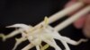 Bean Sprouts Likely Source of Europe's E. coli Outbreak That Killed 22