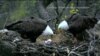 Webcams Offer Views of Exotic Creatures, Wild Places, Captivating Moments