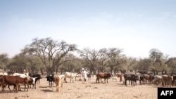 Un agriculteur marche parmi son troupeau de bétail sur la route entre Adre et Farchana, dans la région de Ouaddaï, au Tchad, le 25 mars 2019.
