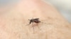 Nyamuk Pembawa Virus Zika Ditemukan di Washington DC
