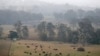 Ternak dibiarkan merumput saat kabut asap dan hujan menyirami ladang yang terbakar dekat Milton, Australia, 5 Januari 2020.