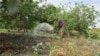 Soil Doctor Offers Healthy Advice for Smallholder Farmers